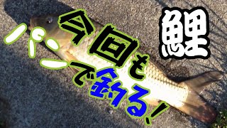 ドブ川フィッシング＃１　練餌を自作したが結局パンで釣るの巻