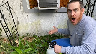 How to REMOVE GREEN ALGAE, MILDEW, MOLD from house siding, FAST! (wood, stucco, vinyl siding)
