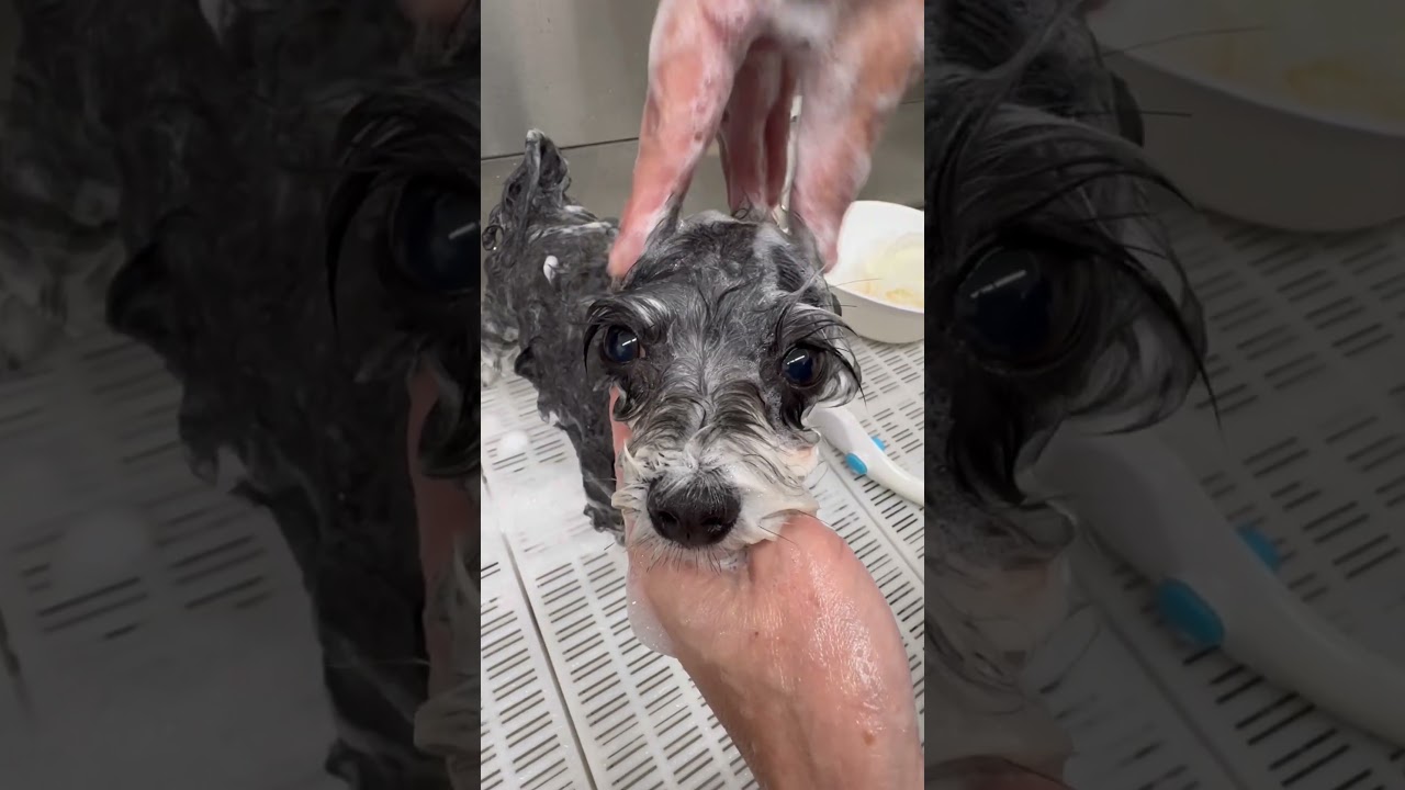 マルシュナちゃんのトリミング✂︎目やには柔らかくしてから取って欲しいワン