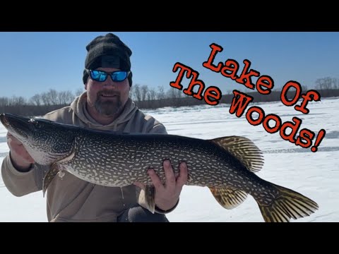 Hecht-Action! - Zipple Bay Resort! - Lake of the Woods!