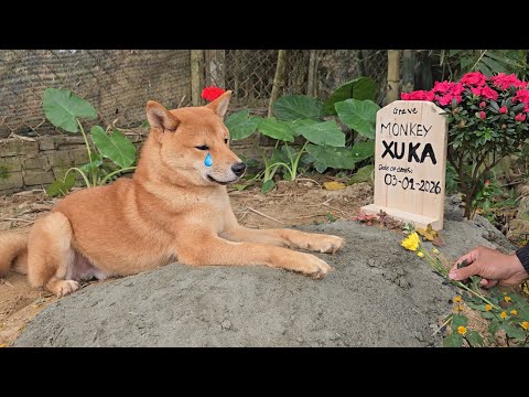 The dog Kun was very sad about the death of the baby monkey Xuka !