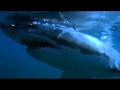 34_Белая акула Поет В. Сигалев музыка В. Добрынина 