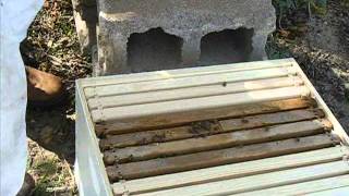 preview picture of video 'Transfering bees into a new beehive box - Brownwood, Texas'
