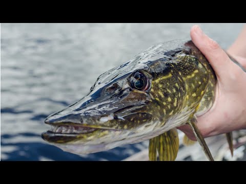 Shallow Water SPRING PIKE FISHING | Pike Fishing Ontario