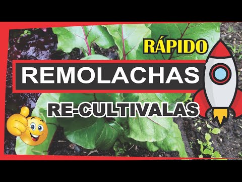 , title : '✅Huerto SIN Semillas: REMOLACHA- BETABEL- BETARRAGA👉 ReCultivo'