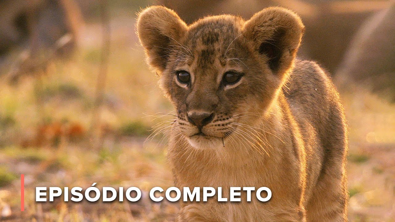 O filhote de leão desajustado: Uma história de amor e sobrevivência | Caçadores da África 104