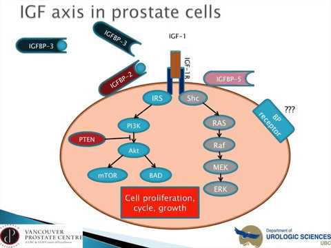 Targeting the Insulin-like Growth Factor Binding Proteins: A New Treatment Strategy For Castratio...