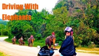 Driving with Elephants in Chiang Mai Thailand