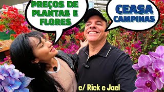 PRICES - CEASA DE CAMPINAS - FLOWER MARKET