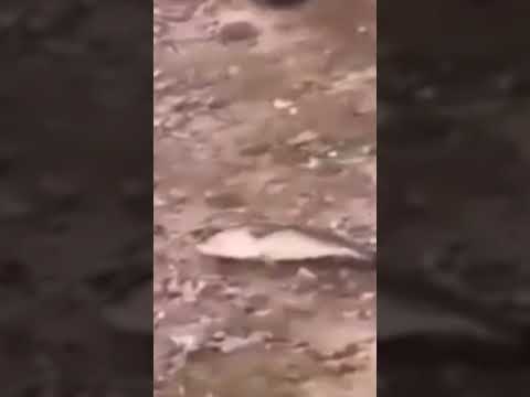 Darwin Award Moment