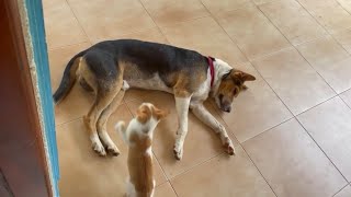 Funny Cats 😹😅Funny Moments 🐾️ 😹Cat and Dog