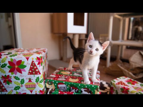 Santa Delivers Toys to Hundreds of Cats at Best Friends Animal Sanctuary