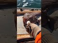 DEEP SEA MONSTER! Fisherman Catches Bizarre Anglerfish on Boat! 🎣👽 | Rare Creature Footage