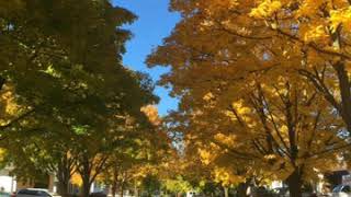 Indian Summer - Beat Happening cover