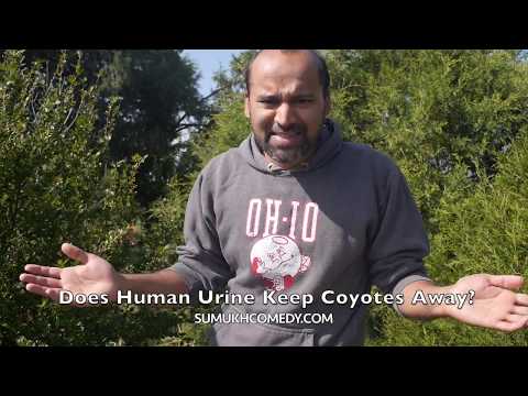 Does Human Urine Keep Coyotes Away?
