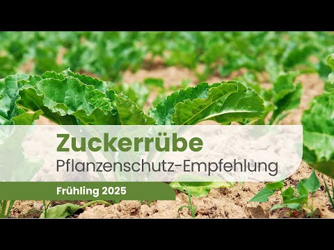 Zuckerrüben-Pflanzenschutz 2025: Was ist jetzt VERBOTEN? | Zuckerrübe 2025