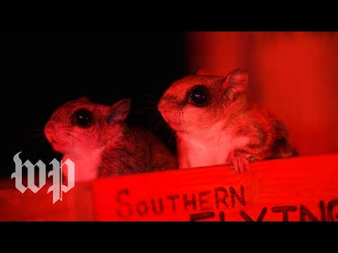 Flying squirrels are nocturnal and hard to spot. Unless you know where to look.