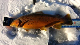 How to catch BROWN trout while ice FISHING