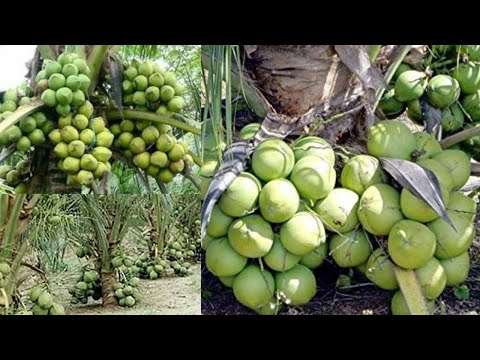 How to Make Coconut Hold More Fruits - Full video - Amazing New Agriculture Technology