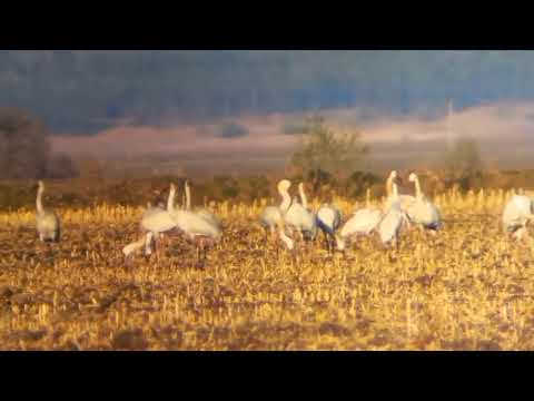Редкие птицы, летящие в Якутию, сделали остановку в Амурской области (видео)