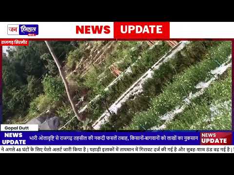 Rajgarh Hailstorm से Apple Crop Damage, Farmers को भारी नुकसान
