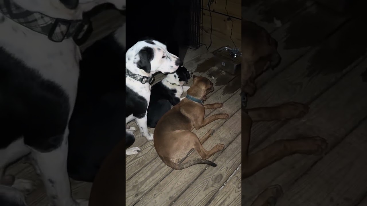 Copper (aka Mongo), a Adoptable mixed breed in Smithfield, NC video 3/6