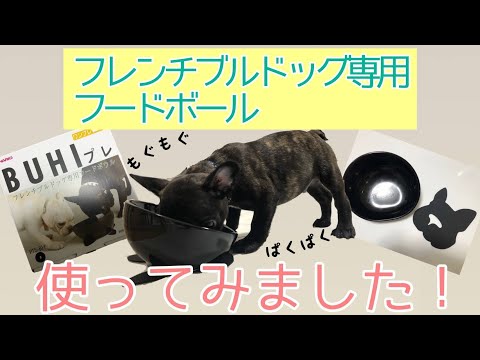 フレンチ ブルドッグ