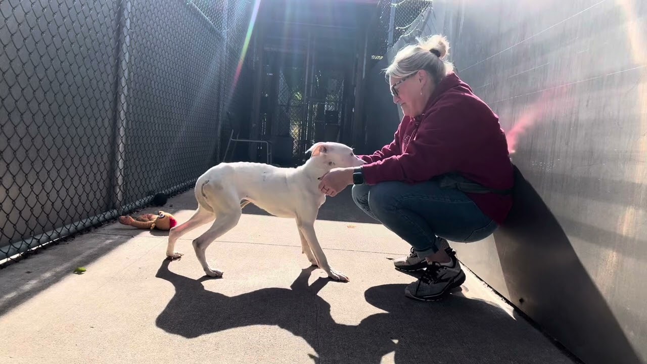 Callista, a ADOPTABLE Pit Bull Terrier in Chicago, IL video 4/4