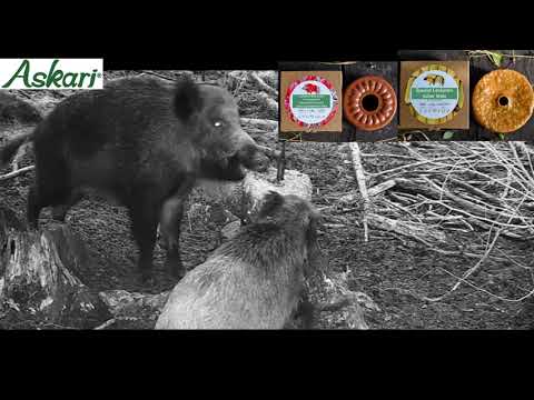 Wildlutscher Speziallecksteine für Schwarzwild