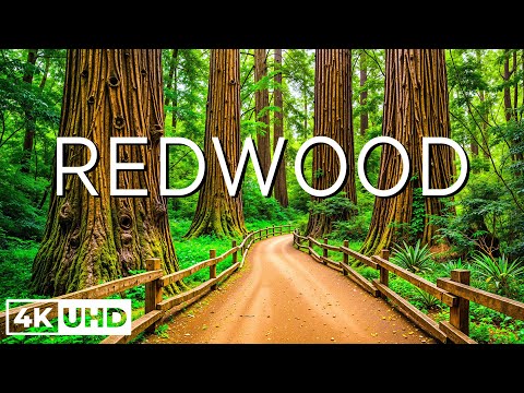 Redwood National Park 4K -The Ancient Giants, Walk Among America’s Oldest and Tallest Trees