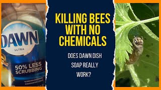 killing bees with soap and water- sadly..