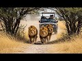 Lion Vs Nomadic Lions Epic Survival Battle Nat Geo Wildlife Documentary