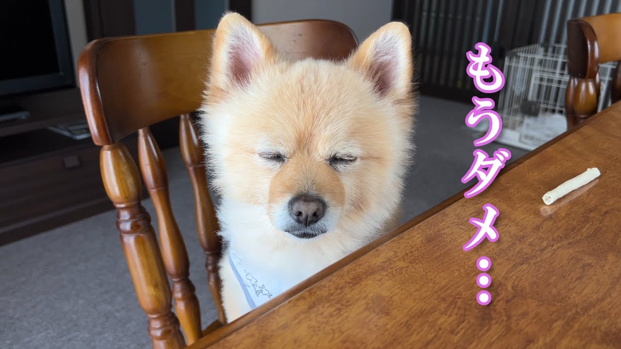 睡魔の限界を迎えてしまったポメラニアンのポメくん