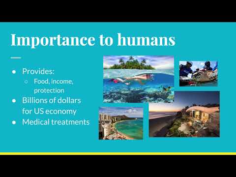 Coral Reefs - The Effects of Coral Bleaching by Denyse Luzon