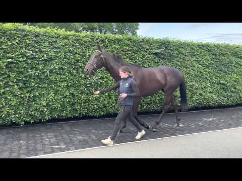 Derby Sale 2021 Lot 31 Glady Max, Maxios ex Glady Romana