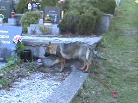 Q´kuma z údolí Úpy - 3,5 months (Dinoso v. Eisernen Kreuz x Chalsea z údolí Úpy)