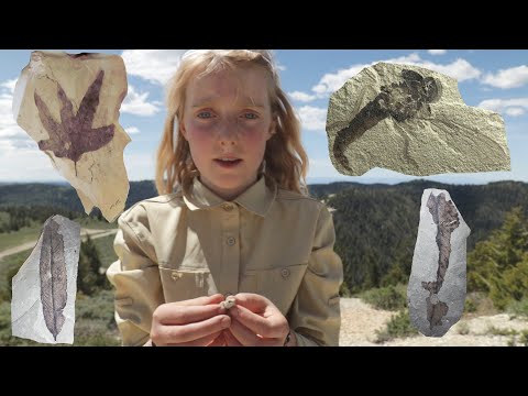 We Fossil Hunted in the World's Largest Deposit of Shale Oil (Green River Formation)