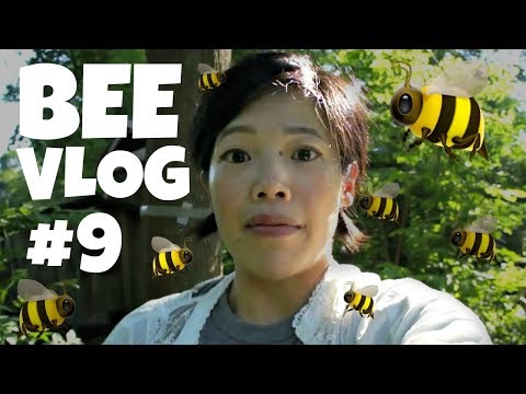 Bee Vlog #9 | First Year of Bee keeping WEEK 8 | 6/6/2017