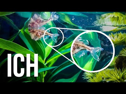 The Best ICH Treatment for Freshwater Fish