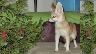 A Fennec Fox Christmas