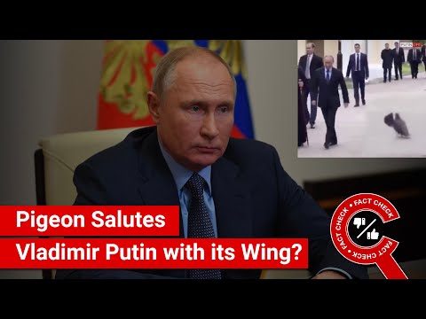 FACT CHECK: Pigeon Salutes Russian President Vladimir Putin with its Wing?