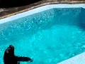 Foca Actuando