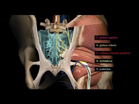 Untere Extremität - Plexus sacralis - 3D