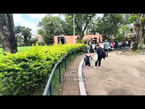 Sandro: conheça elefante que vai deixar vida solitária em zoológico de SP para se juntar a 6 elefantas resgatadas em santuário de MT