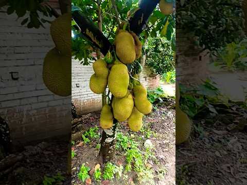 SURAH AL-KAWTHAR سورة الكوثر Egzon Ibrahimi#surah​ kawthar egzonibrahimi#سورة_الكوثر​#