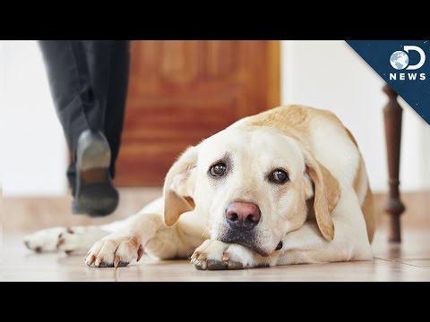 YouTube video about: How long can a dog remember a scent?