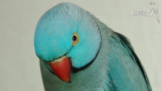 Indian Ring-Necked Parakeet