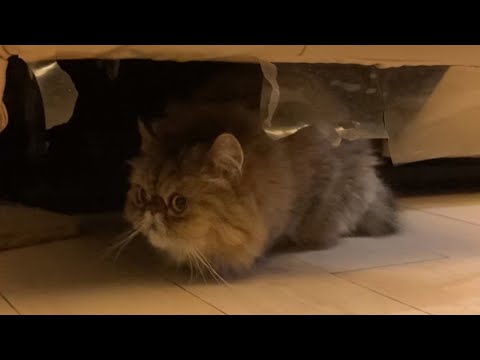 My Cat Scared Of Thunder And Sit Under The Sofa