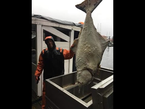 Commercial Longline Fishing for Halibut & Black Cod  (Feat. AKNatural Bait it Set it Haul it)