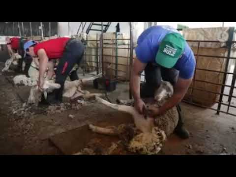 Un día junto a una cuadrilla de esquiladores uruguayos | La Besana en Verde